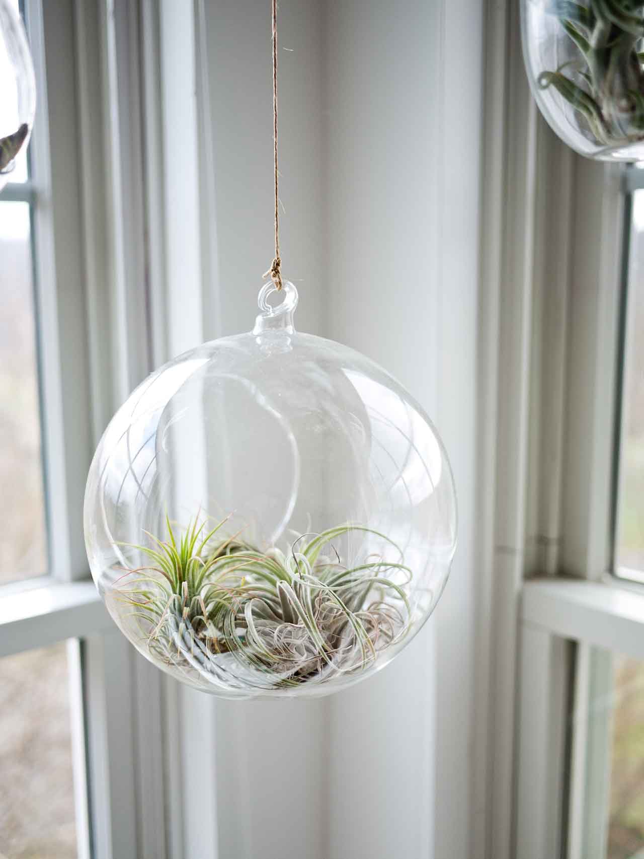 Zimmergewächshaus Greehouse Glasshouse Growbedarf