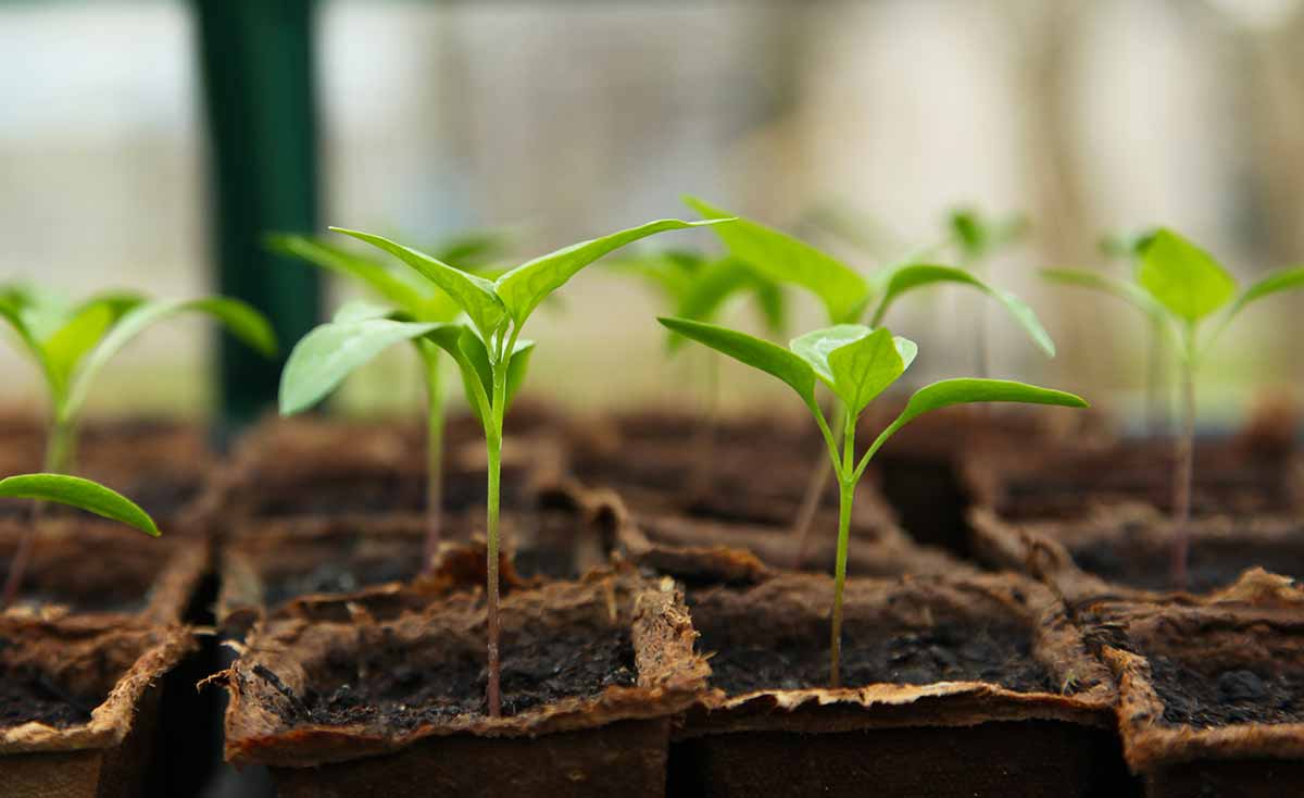 Growbedarf Growing Gewächshaus Greenhouse