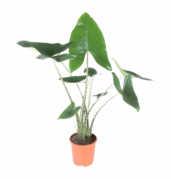 Alocasia “Zebrina” | Elefantenohr | +/- 80cm | ø 21cm Topf