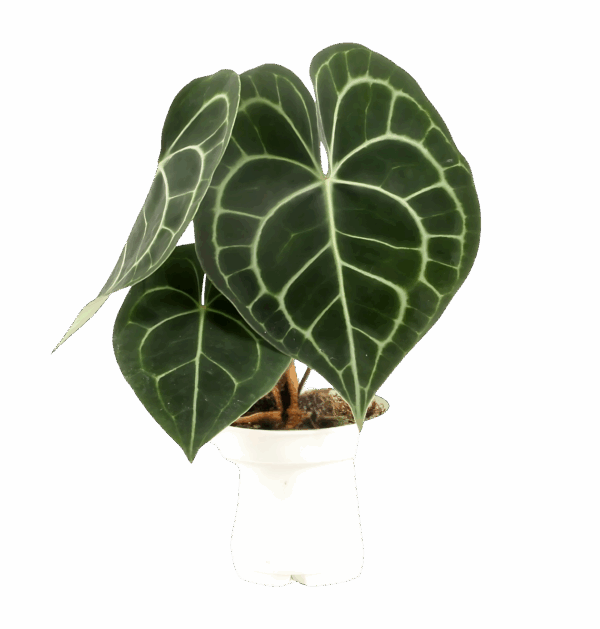 Anthurium “Clarinervium” | Samtblattanthurie | +/- 30cm | ø 12cm Topf