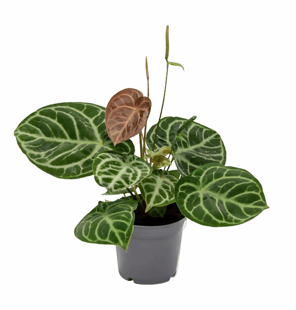 Anthurium “Crystal Hybride Compact” | Kompakte Kristall-Flamingoblume | +/- 40cm | ø 17cm Topf
