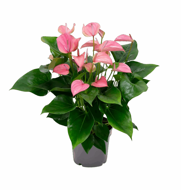 Anthurium “Karma Joli” | Flamingoblume | +/- 55cm | ø 17cm Topf