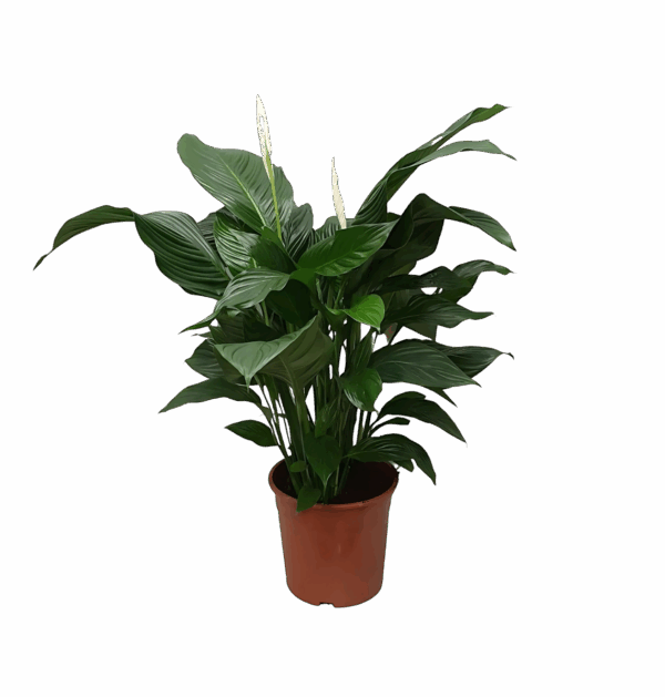Spathiphyllum “Sweet Silvana” | Einblatt | +/- 80cm | ø 24cm Topf