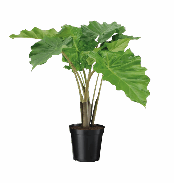 Alocasia “Portodora” | Elefantenohr | +/- 75cm | ø 21cm Topf
