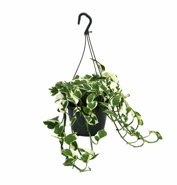 Scindapsus Epipremnum “N’Joy” | Efeutute | +/- 35cm | ø 15cm Topf