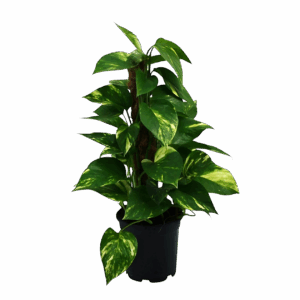 Scindapsus Epipremnum | Efeutute | +/- 50cm | ø 15cm Topf