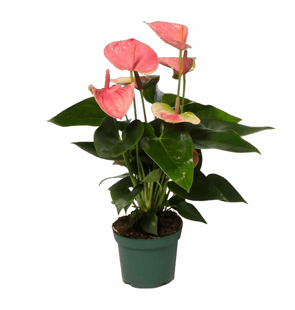 Anthurium “Sweet Dream” | Flamingoblume | +/- 35cm | ø 12cm Topf