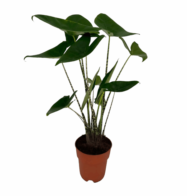 Alocasia “Zebrina” | Elefantenohr | +/- 75cm | ø 19cm Topf
