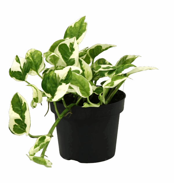 Scindapsus Epipremnum “N’Joy” | Efeutute | +/- 15cm | ø 12cm Topf