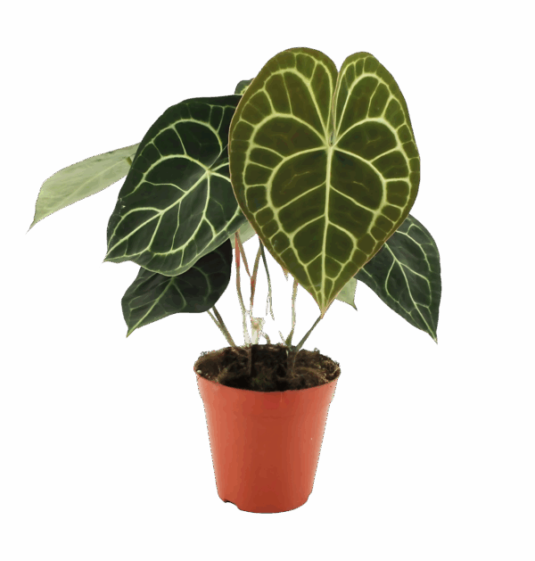 Anthurium “Clarinervium” | Samtblattanthurie | +/- 25cm | ø 15cm Topf