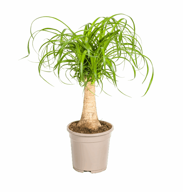 Beaucarnea Recurvata “Stamm” | Elefantenfuß | +/- 50cm | ø 17cm Topf