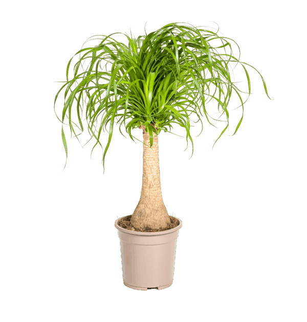 Beaucarnea Recurvata “Stamm” | Elefantenfuß | +/- 70cm | ø 21cm Topf