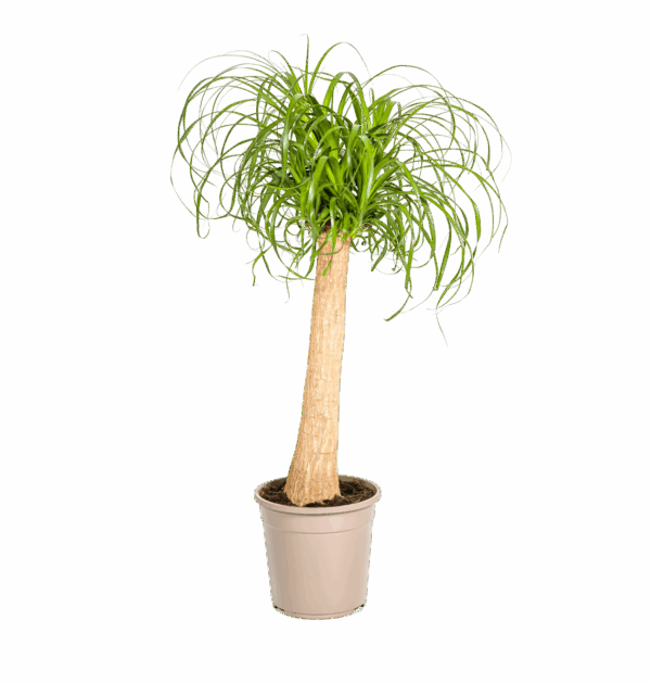 Beaucarnea Recurvata “Stamm” | Elefantenfuß | +/- 90-100cm | ø 24cm Topf