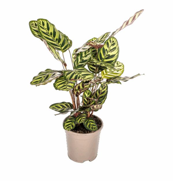 Calathea “Makoyana” | Korbmarante | +/- 45cm | ø 17cm Topf