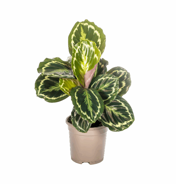 Calathea “Medallion” | Korbmarante | +/- 45cm | ø 17cm Topf