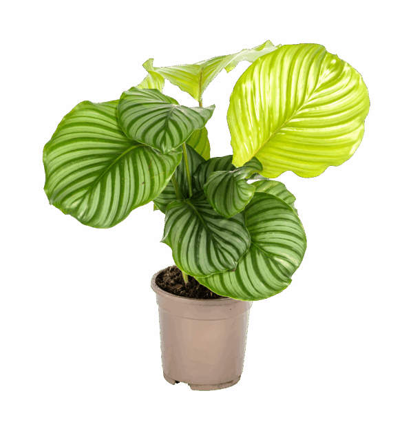 Calathea “Orbifolia” | Korbmarante | +/- 45cm | ø 17cm Topf