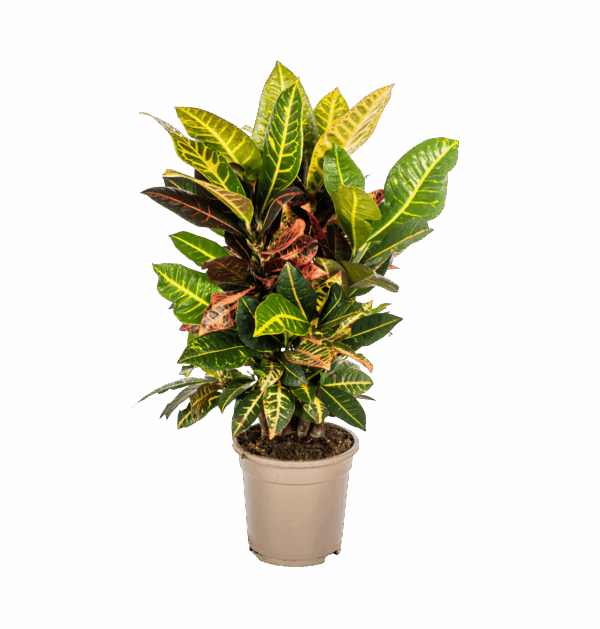 Codiaeum Croton “Petra” | Wunderstrauch | +/- 50cm | ø 17cm Topf