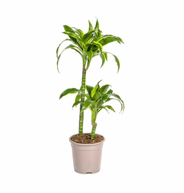 Dracaena Deremensis “Dorado” | Drachenbaum | +/- 80cm | ø 19cm Topf