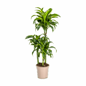 Dracaena Deremensis “Dorado” | Drachenbaum | +/- 110cm | ø 21cm Topf