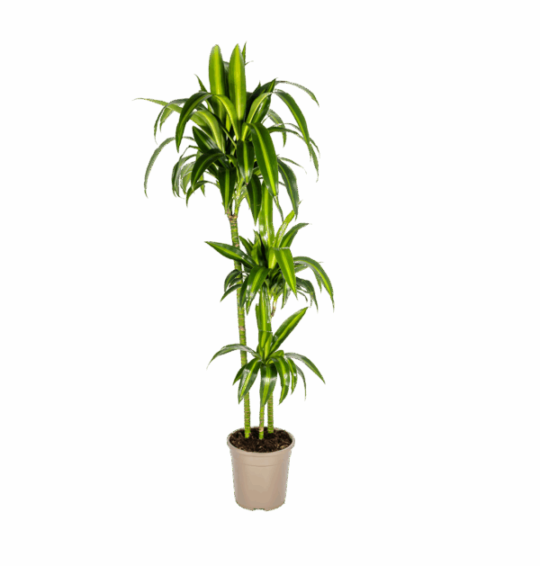 Dracaena Deremensis “Hawaiian Sunshine” | Drachenbaum | +/- 140cm | ø 24cm Topf