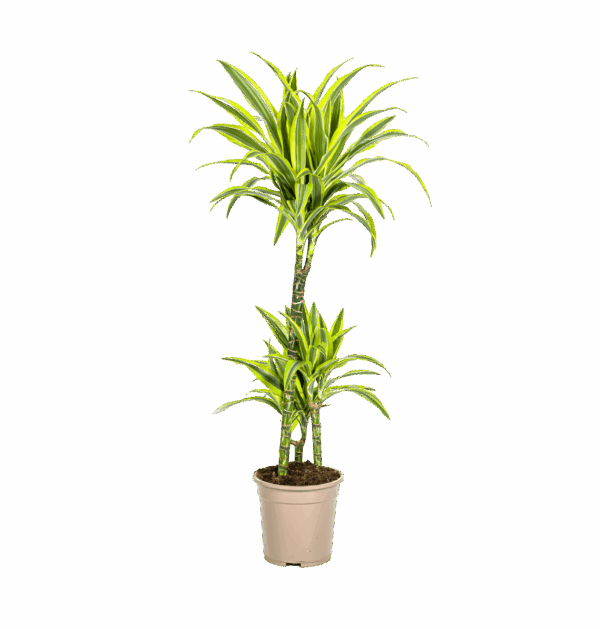 Dracaena Deremensis “Lemon Lime” | Drachenbaum | +/- 100cm | ø 21cm Topf
