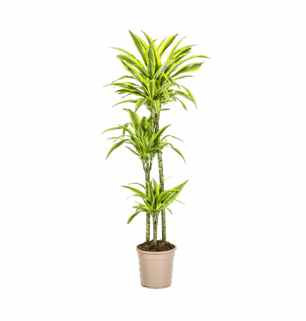 Dracaena Deremensis “Lemon Lime” | Drachenbaum | +/- 140cm | ø 24cm Topf