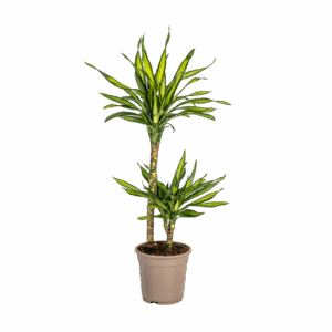 Dracaena Deremensis “Rikki” | Drachenbaum | +/- 80cm | ø 19cm Topf