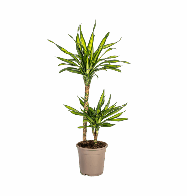 Dracaena Deremensis “Rikki” | Drachenbaum | +/- 80cm | ø 19cm Topf