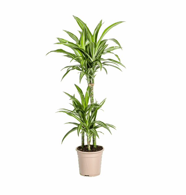 Dracaena Deremensis “White Stripe” | Drachenbaum | +/- 100cm | ø 21cm Topf