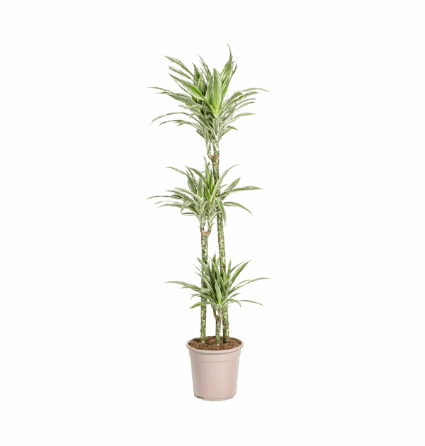 Dracaena Deremensis “White Stripe” | Drachenbaum | +/- 140cm | ø 24cm Topf