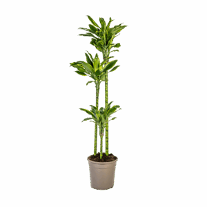 Dracaena Fragrans “Golden Coast” | Drachenbaum | +/- 140cm | ø 24cm Topf