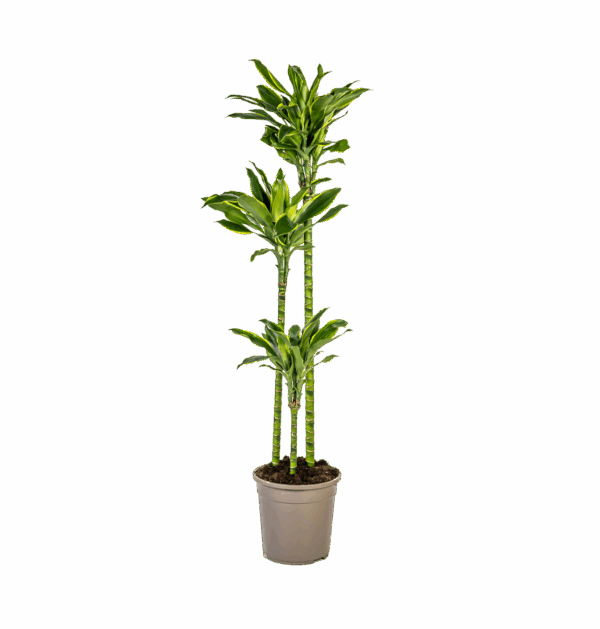 Dracaena Fragrans “Golden Coast” | Drachenbaum | +/- 140cm | ø 24cm Topf