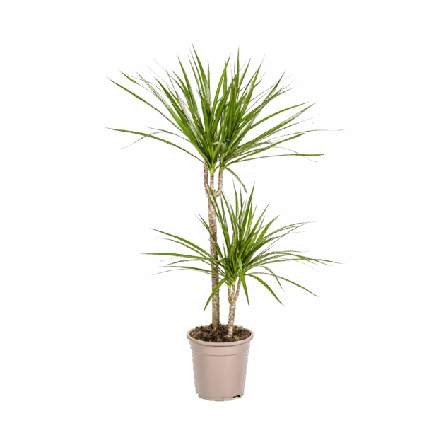 Dracaena Marginata “Green” | Drachenbaum | +/- 80cm | ø 19cm Topf
