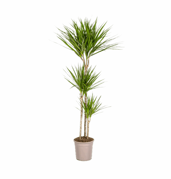 Dracaena Marginata “Green” | Drachenbaum | +/- 140cm | ø 24cm Topf