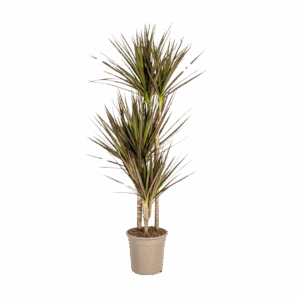 Dracaena Marginata “Magenta” | Drachenbaum | +/- 120cm | ø 21cm Topf