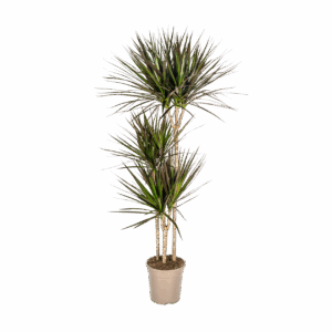 Dracaena Marginata “Magenta” | Drachenbaum | +/- 140cm | ø 24cm Topf