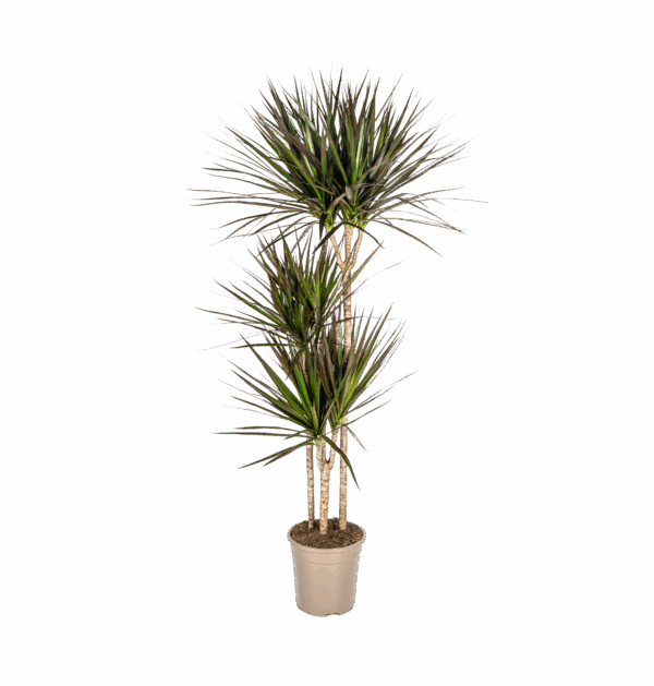 Dracaena Marginata “Magenta” | Drachenbaum | +/- 140cm | ø 24cm Topf