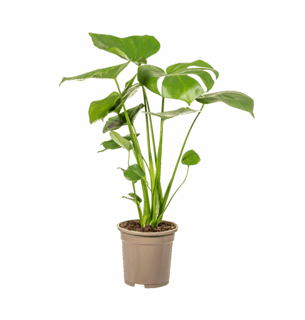 Monstera Deliciosa “Tauerii” | +/- 60cm | ø 17cm Topf