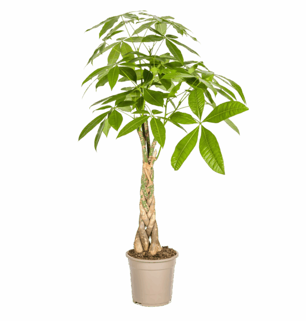 Pachira Aquatica | Glückskastanie | +/- 100cm | ø 21cm Topf