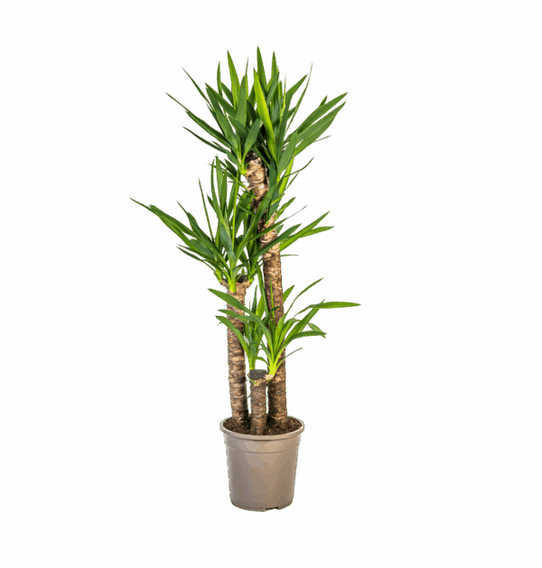 Yucca Elephantipes | Palmlilie | +/- 130cm | ø 24cm Topf