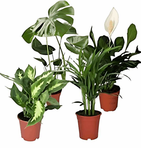 4er-Set Luftreinigende Pflanzen | Monstera | Einblatt | Dieffenbachie | Goldfruchtpalme | +/- 40-50cm | ø 12-15cm Topf