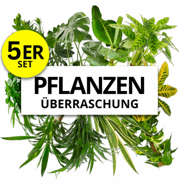 5er-Set | Pflanzenüberraschung | +/- 40-70cm | ø 12-15cm Topf