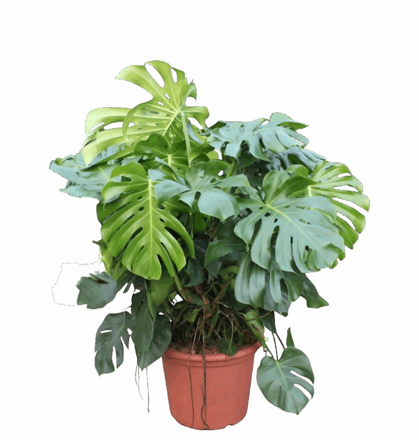 Monstera Deliciosa XXXL | Fensterblatt | +/- 130cm | ø 55cm Topf