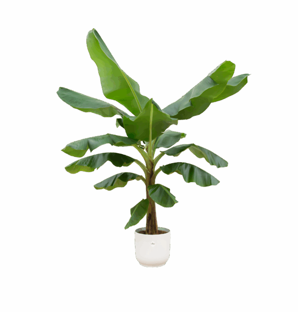 Musa | Bananenpflanze | +/- 190cm | ø 30cm Topf