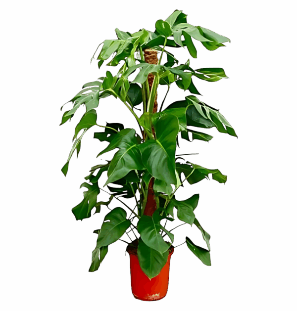 Monstera Pertusum | Fensterblatt | +/- 120cm | ø 24cm Topf