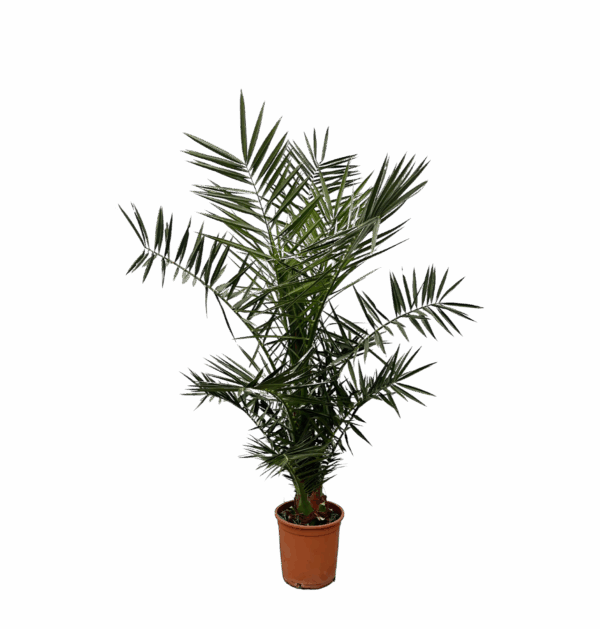 Phoenix Canariensis | Kanarische Dattelpalme | +/- 130cm | ø 20cm Topf