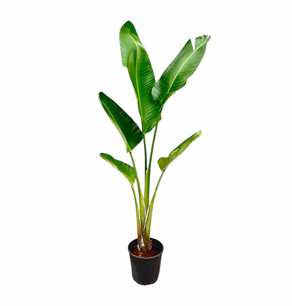 Strelitzia “Augusta” | Weiße Paradiesvogelblume | +/- 210cm | ø 30cm Topf