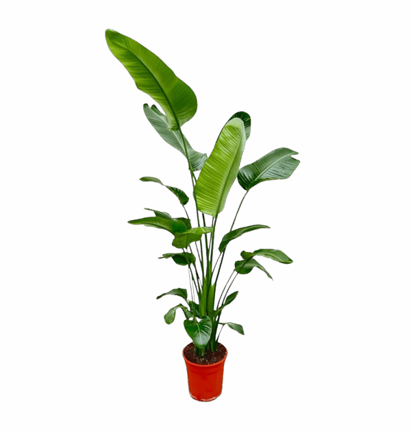 Strelitzia “Nicolai” | Baumstrelitzie | +/- 190cm | ø 27cm Topf