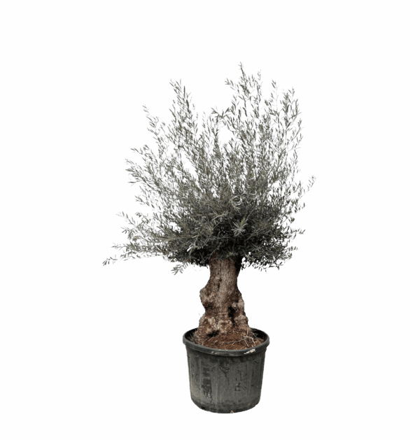 Olea Europaea “Bonsai” | Olivenbaum Bonsai | +/- 225cm | ø 80cm Topf