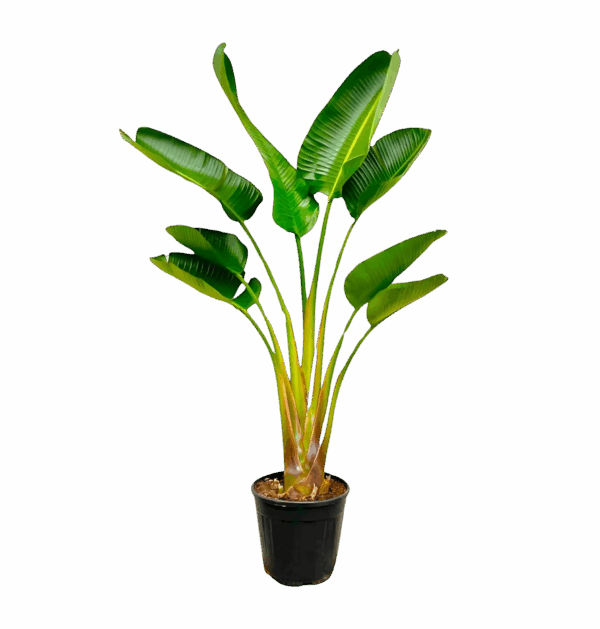 Strelitzia “Augusta” | Weiße Paradiesvogelblume | +/- 160cm | ø 28cm Topf